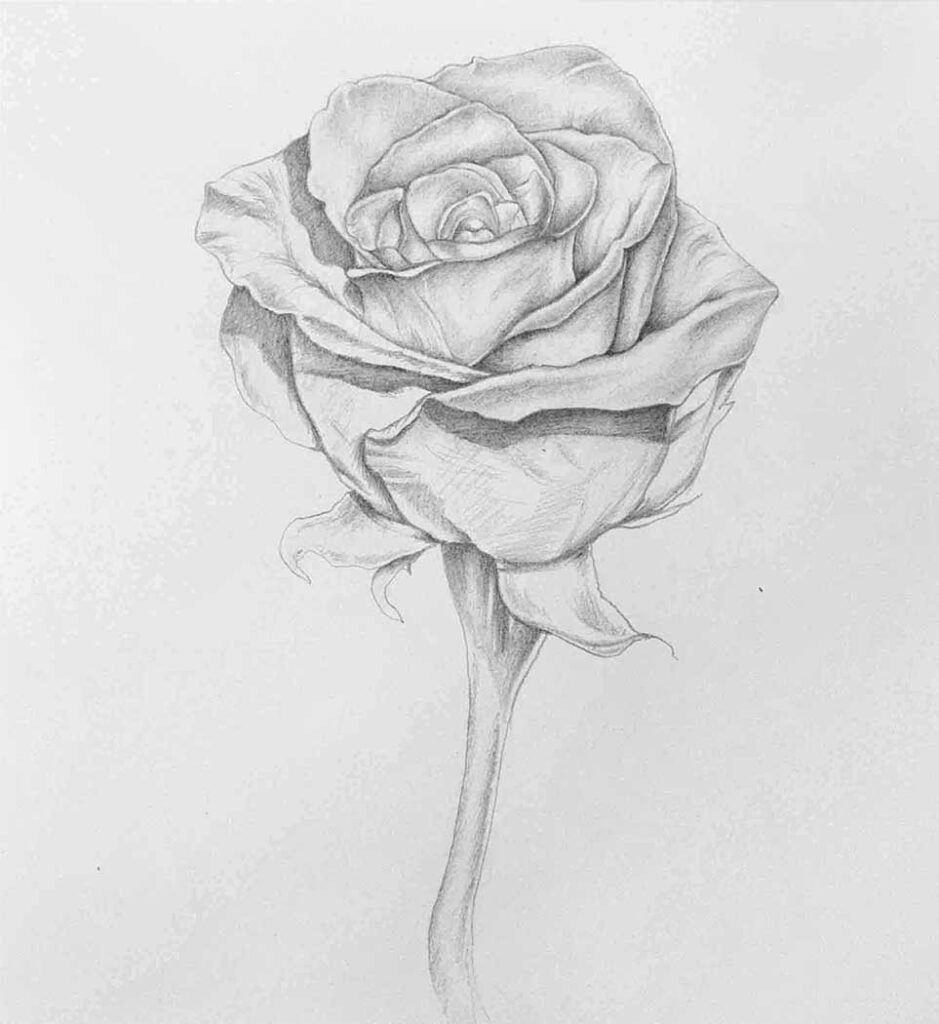 How To Draw a ROSE Easy - Unique Art Blogs