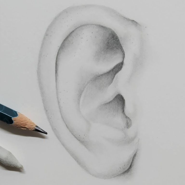 Academic Pencil Drawing Ear Stock Illustration 367287914  Shutterstock